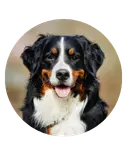 Bernese mountain dog with tri-color coat sitting outdoors.