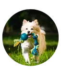 Happy dog running on grass while holding a rope toy.